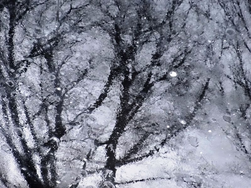 Tree Magic 28 von MoArt (Maurice Heuts)