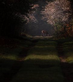 In the first sunlight