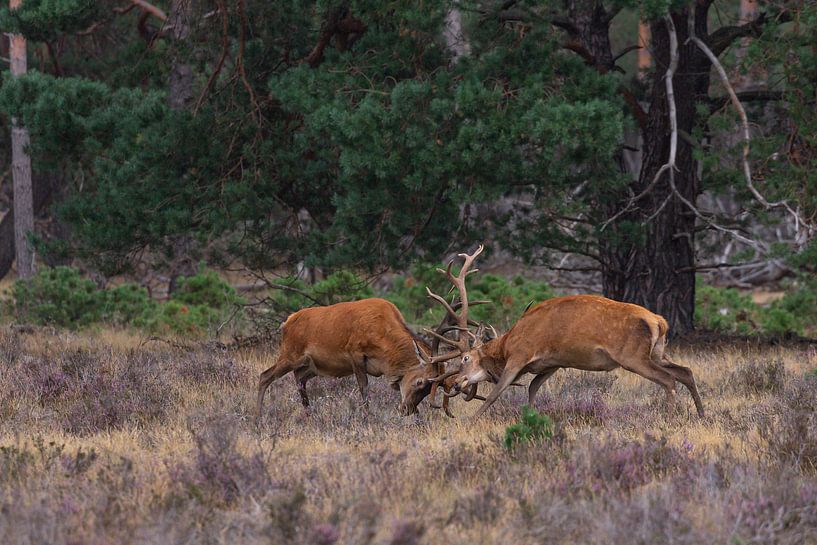 Red deer (Cervus elaphus) by Eric Wander