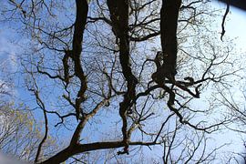 Look Up