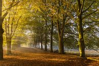 Autumn Lane by Babs Boelens thumbnail
