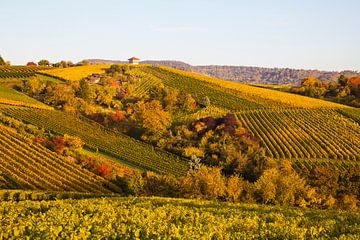 Vineyards in Stuttgart in autumn by Werner Dieterich