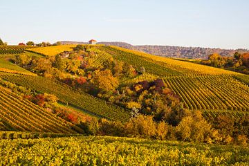 Vignes à Stuttgart en automne sur Werner Dieterich