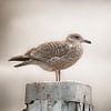  Möwe auf Poller im Hafen von Oudeschild Texel  von Mrs van Aalst