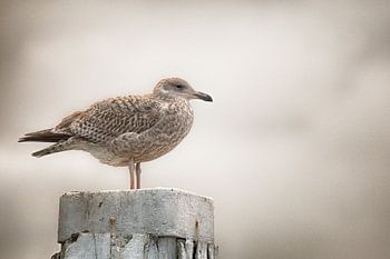  Möwe auf Poller im Hafen von Oudeschild Texel 