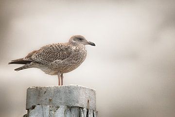 Zeemeeuw op meerpaal in de haven van Oudeschild op Texel