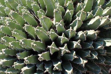 Cactus in Sicily by Anna van Leeuwen