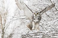 Kanadischer Adler im Schnee von Cindy Van den Broecke Miniaturansicht