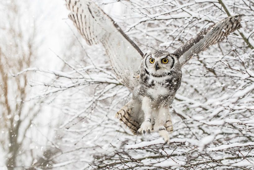 Kanadischer Adler im Schnee von Cindy Van den Broecke