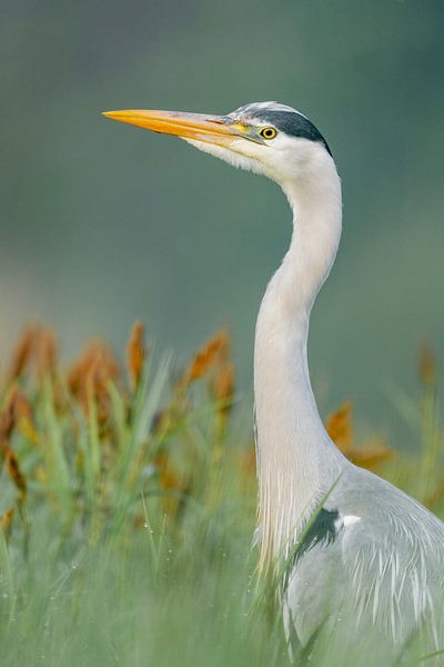 Reiger portret van Sam Mannaerts