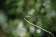 libelle op een takje von nikita van der Starre- Zagers Miniaturansicht