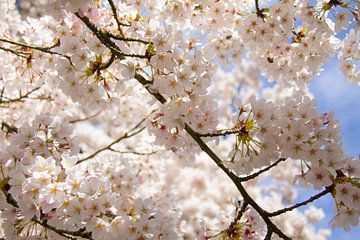 Tak met witte lente bloemen van Marco Leeggangers