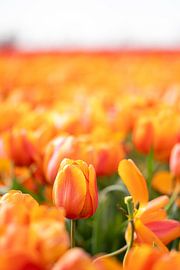 Orange tulip in a field by MdeJong Fotografie