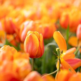 Orange tulip in a field by MdeJong Fotografie