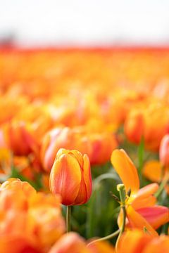 Tulipe orange dans un champ sur MdeJong Fotografie