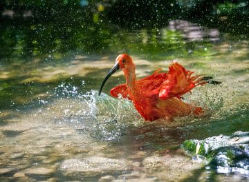 Fauconneau rouge se baignant dans l'eau sur ManfredFotos