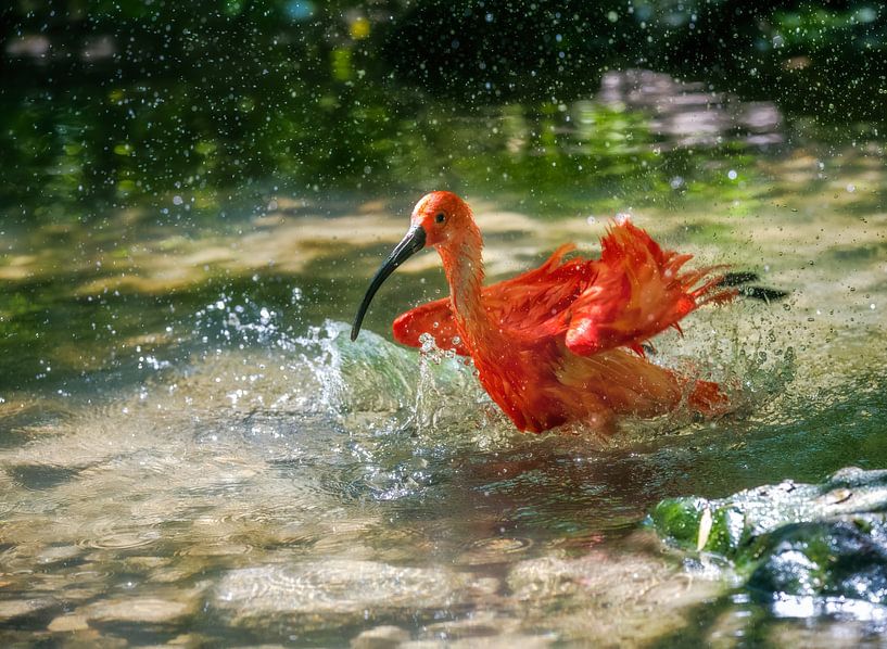 Fauconneau rouge se baignant dans l'eau par ManfredFotos