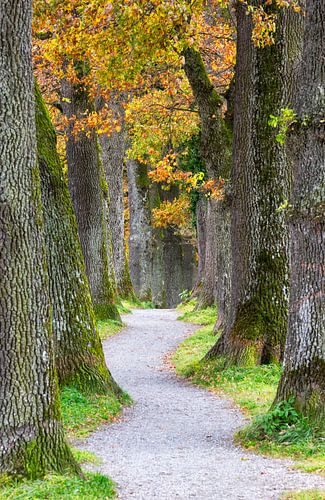 Herfstlandschap met een schaduwrijk steegje