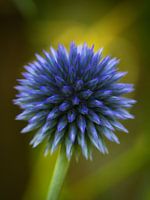 Kogeldistel
