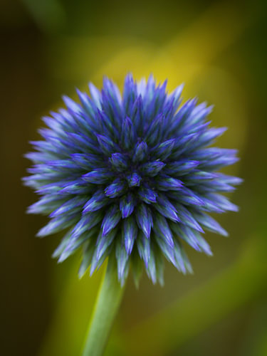 Kugeldistel