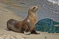 Enige Zeeleeuw poseert op de rotsen bij La Jolla Cove in La Jolla, Californië, USA in de zomer