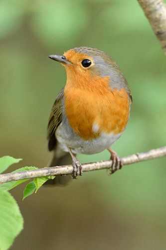 Robin ( Erithacus rubecula ) in het voorjaar, wild, Duitsland.