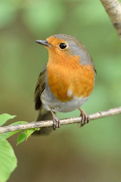 Robin ( Erithacus rubecula ) au printemps, animaux sauvages, Allemagne. par wunderbare Erde