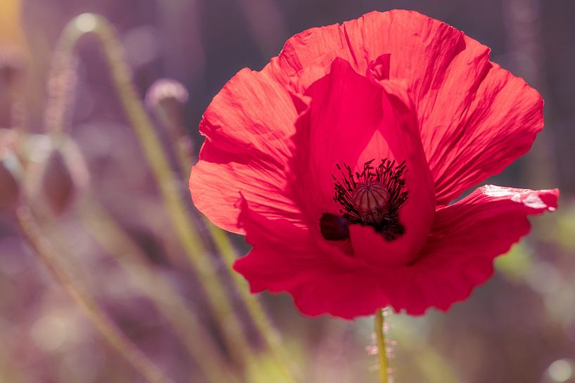 Un champ de coquelicots dans la lumière du matin par Kurt Krause