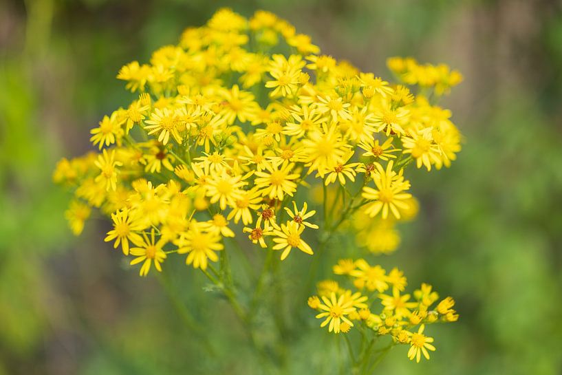 Plants and flowers in nature. by Marcel Kerdijk