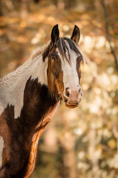 Bont paard in herfst bos van Maurane Gemmeke