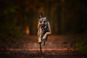 Chiens