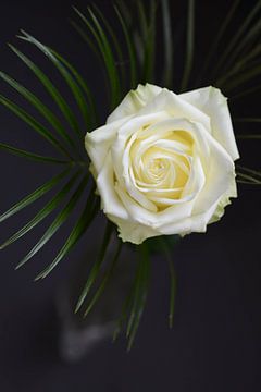Canvas van een witte roos in vaas van Jeroen Jonker