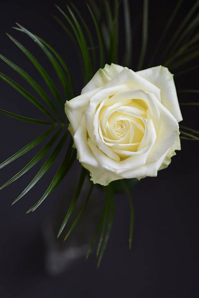 Canvas van een witte roos in vaas von Jeroen Jonker