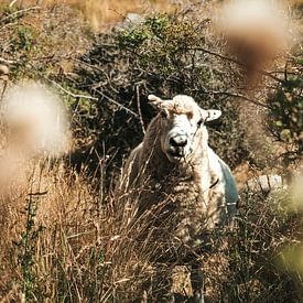 Nieuwsgierig schaap in de bossen met mooie herfstkleuren van Rianne van Baarsen