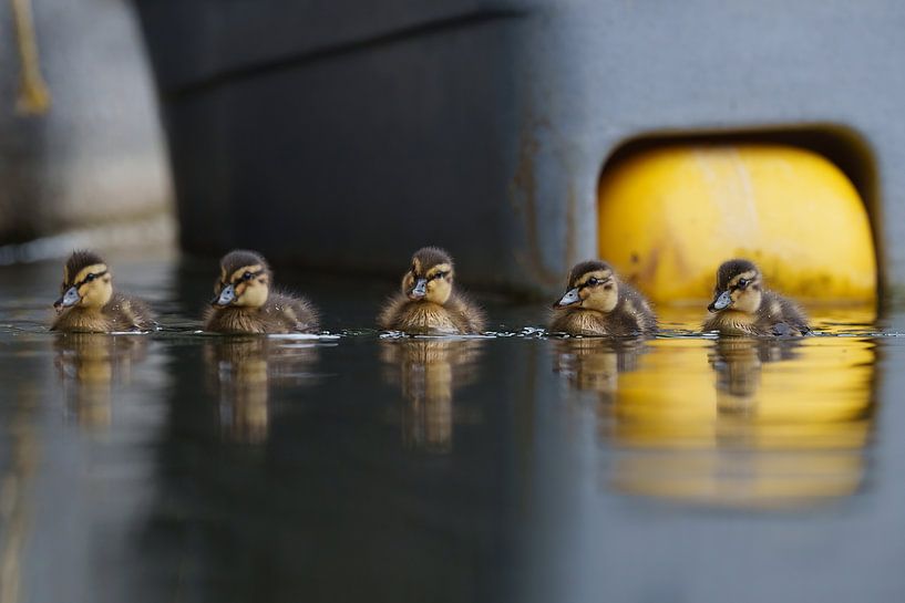 Five in a row by Gonda Versteeg
