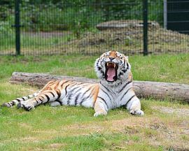 Gaffender Tiger im Safaripark von kimhil-fotografie