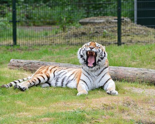 Gaffender Tiger im Safaripark von kimhil-fotografie