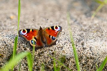 Een Dagpauwoog Vlinder tussen het Gras van Annika Westgeest Photography