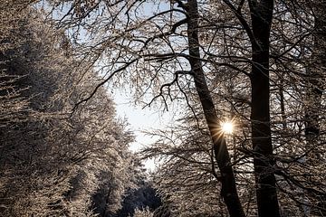 zonlicht door de bomen in een sneeuwrijke bosomgeving van Eric van Nieuwland