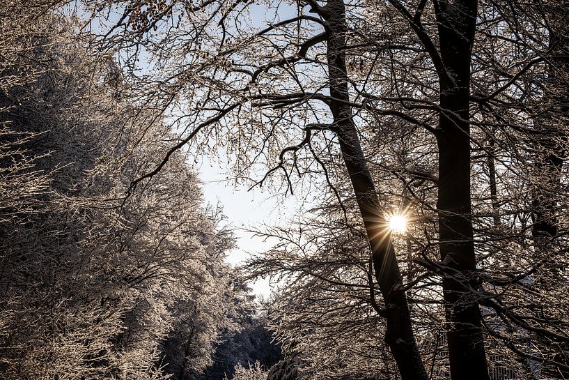 sunlight through the trees in a snowy forest setting by Eric van Nieuwland