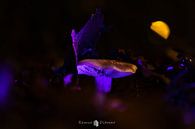 The magic mushroom by Remco Ditmar thumbnail