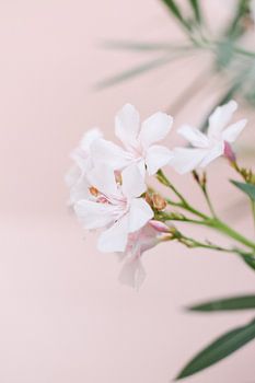 Blumen in der Toskana | Italien | Oleander | Rosa | Botanischer Druck
