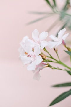 Bloemen in Toscane| Italië | Oleander | Roze | Botanische print van Mirjam Broekhof