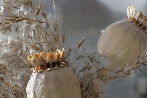 Herbst im Winter