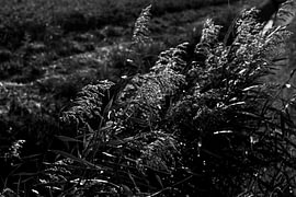 Schilf im Wind von Lizette Warnars