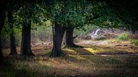 Oak trees in the early morning light on a misty morning