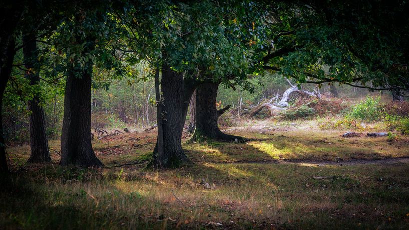 Eichenbäume im frühen Morgenlicht an einem nebligen Morgen von Jan van der Vlies