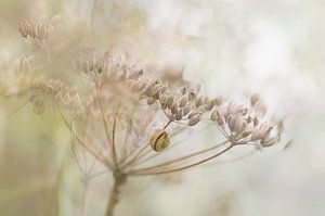 Gartentraumwelt (verbrauchter Dill und eine gelbe Schnecke)