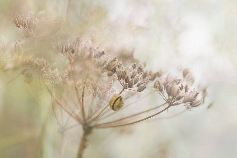Le rêve du jardin ( aneth dépensé et un escargot jaune) par Birgitte Bergman