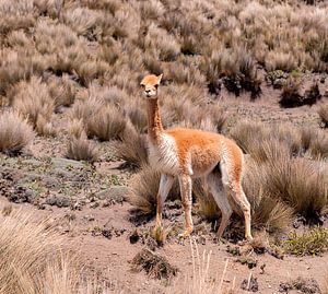 Alpaca